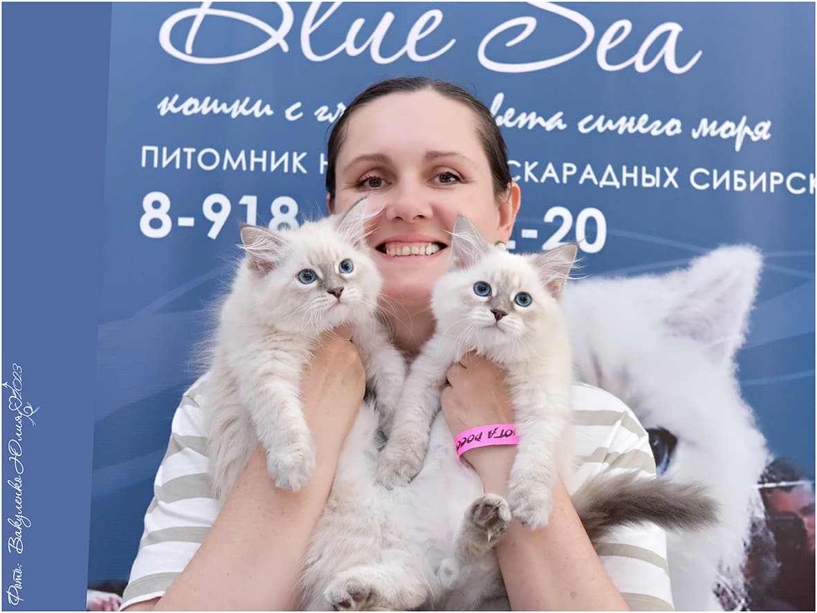 наши котята на выставке