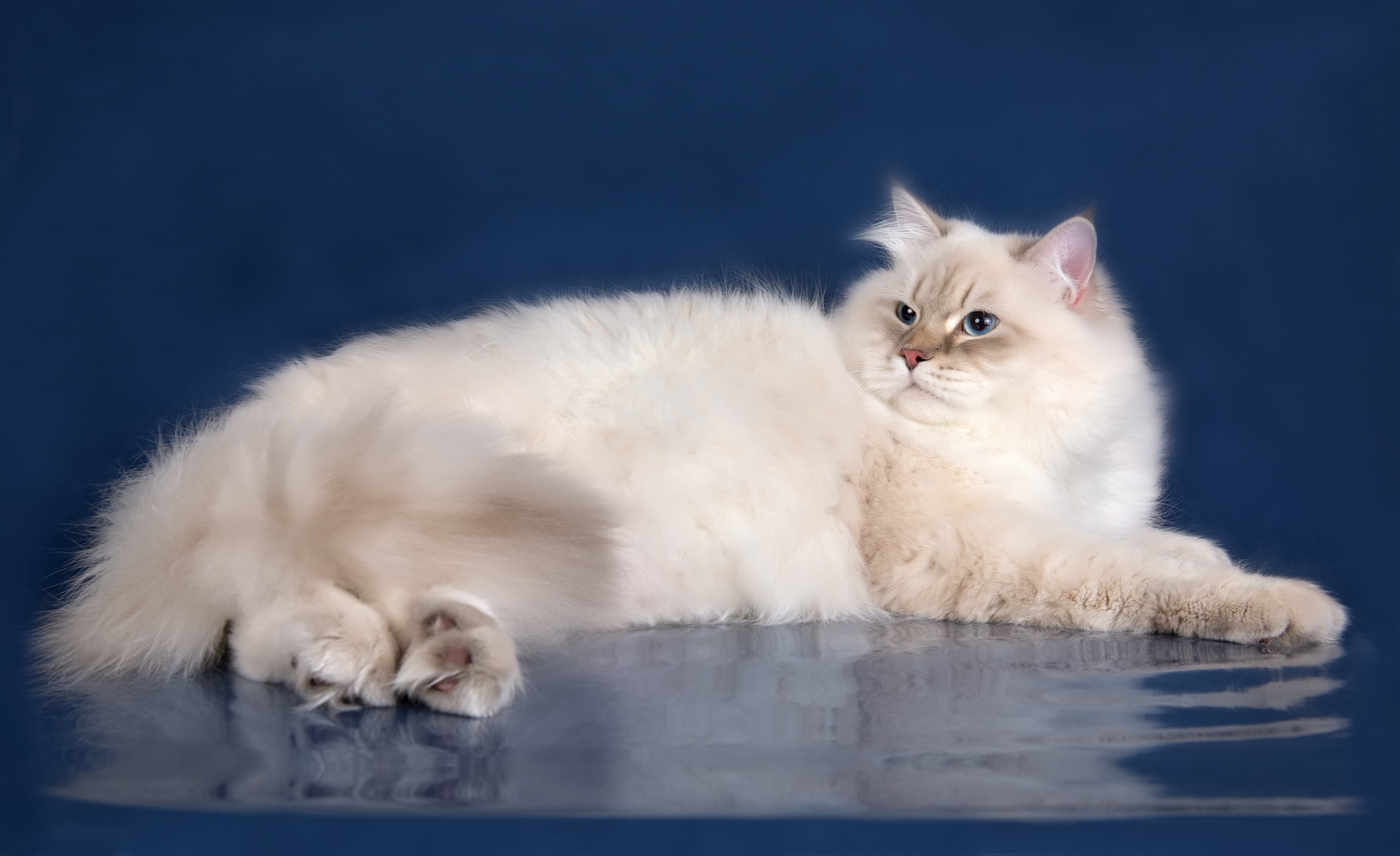 Невская маскарадная кошка Blue Sea